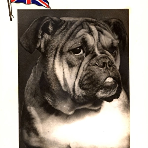 WW2 Christmas card, British bulldog