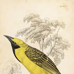 Yellow-crowned bishop, Euplectes afer