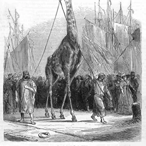 Zarafa the Giraffe / 1826