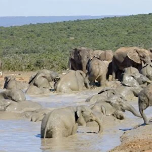 African Elephant - herd bathing in Hapoor waterhole. Addo Elephant National Park, Eastern Cape, South Africa