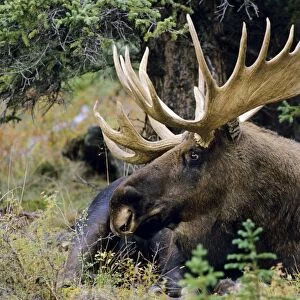 Alaskan Moose - bull resting. Denali National Park Alaska MM190