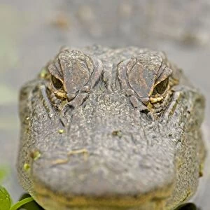 American Alligator - head appearing above water - Louisiana - USA
