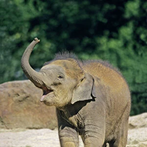Asian Elephant - baby animal trumpeting, Emmen, Holland