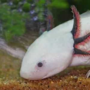 Axolotl. Vancouver aquarium. Canada