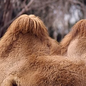 Bactrian Camel - humps, well fed, winter coat. Central Asia