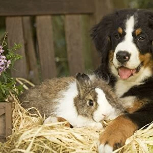 Bernese Mountain Dog - puppy lying on garden bench with rabbit. Also known as Berner Sennenhund