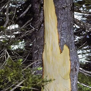 Black Bear - damaged tree. Bears strip the bark and then eat the thin cambium layer. Washington; Olympic National Park, USA. MA12