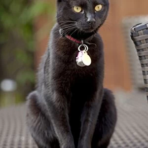 Black Cat - sitting outside - Cheltenham - UK