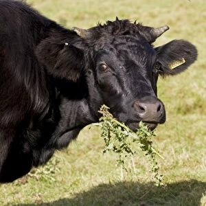 Black Dexter Cow eating thistles in field Cotswolds UK