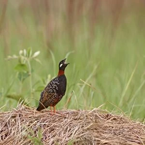 Black Partridge / Francolin - calling Corbett National Park, India