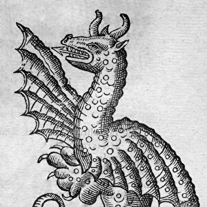 Black & White Illustration: Dragon- woodcut in Topsell 1658