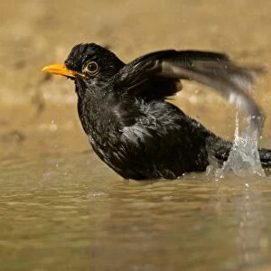 Blackbird bathing in rain puddle flapping it's wings Croatia