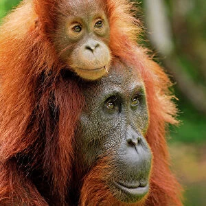 Borneo Orang utan - female with baby - Camp Leaky - Tanjung Puting N. P. - Kalimantan/Borneo - Indonesia