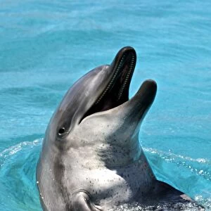 Bottlenose Dolphin - With head out of water and mouth open