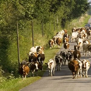 Bringing in the dairy herd, in rural France. The Brenne, near Mezieres, France. Summer