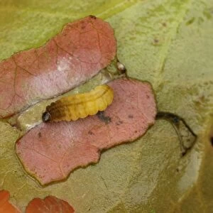 Brown china mark moth caterpillar pupates in a case made from lilyleaf sections