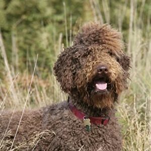 Brown labradoodle in field