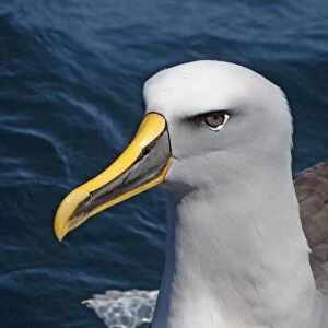 Buller's Albatross - off the Kaikoura Coast, South Island, New Zealand