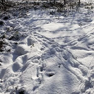 Capercaillie - tracks in snow. Kuhmo - Finland