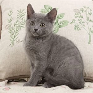 Cat - Chartreux sitting by cushions