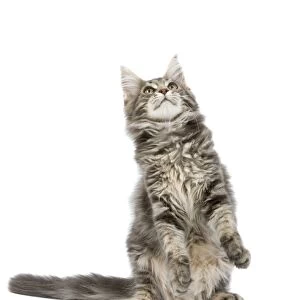 Cat - Maine Coon blue blotched tabby in studio on hind legs