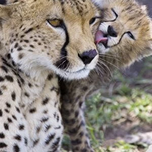 Cheetah - 6-8 week old cub grooming mother - Maasai Mara Reserve - Kenya