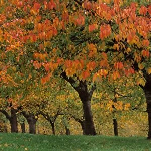 Cherry orchard - autumn Kassel, Germany