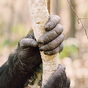 Chimpanzee - Prof's hands Gombe, Tanzania, Africa