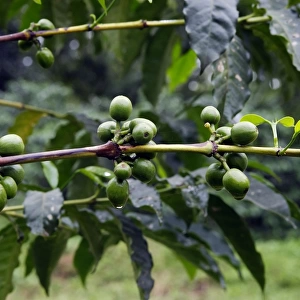 Coffee Plant Awassa Ethiopia