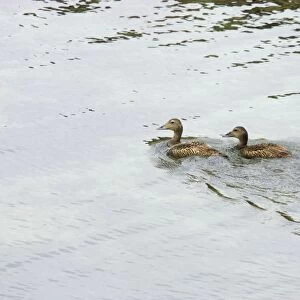 Common Eider - Females swimming with chicks Noss Nature Reserve, Shetland, UK BI010372
