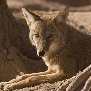 Coyote - sunbathing and resting