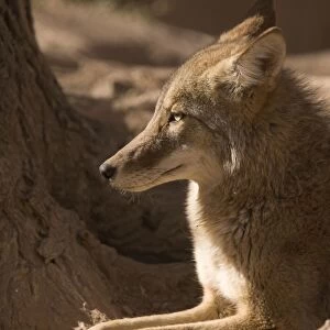 Coyote - sunbathing and resting New Mexico, USA