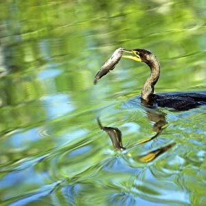 Crested Cormorant - with fish in beak - Everglades National Park