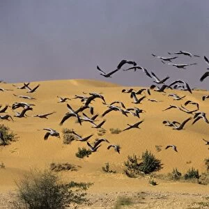 Demoiselle Cranes - in flight in desert Jodhpur, India