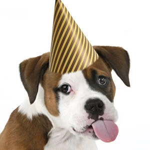 DOG. Bulldog X breed, 16 weeks old puppy, head & shoulders, tougue out wearing a party hat