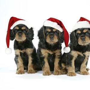 Dog - Cavalier King Charles Spaniel puppies 6/7 weeks old. Wearing Christmas hats