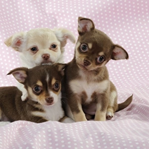 DOG. Chihuahua puppy laying in front of two chihuahua puppies sitting