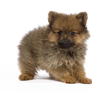Dog - Dwarf Spitz - puppy