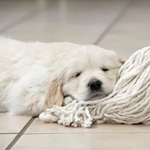 Dog. Golden Retriever puppy (6 weeks) laying head on kitchen mop