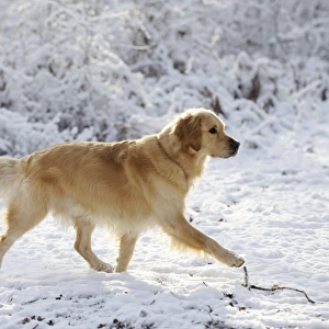 DOG. Golden retriever walking through the snow