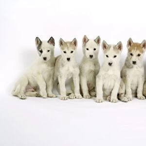 DOG. husky puppies (7 weeks old )