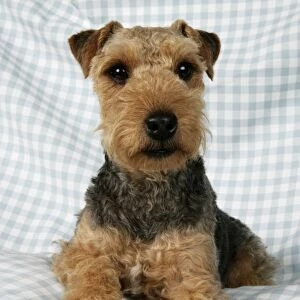 Dog - Lakeland Terrier on blue and white checked material