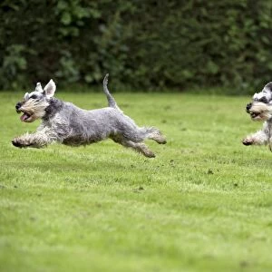 DOG - Miniature Schnauzers - running through garden