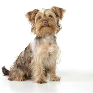Dog - Poodle X Yorkie, ( Yoodle or Yorkie Poo )