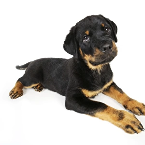 DOG. Rottweiler puppy laying down