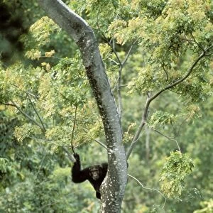 Eastern / Long-haired Chimpanzee - lookout - Mahale Mountains National Park - Tanzania JFL08534