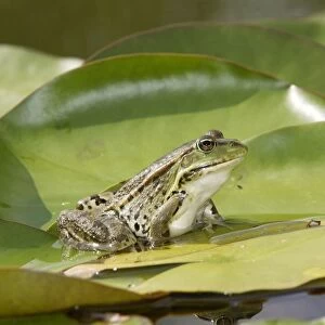 Edible / Green Frog - resting on lily pads. France