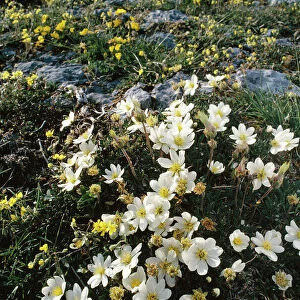 Eire - Mountain Avens (Dryas octopetala) Hoary Rockrose (Helianthemum oelandicum) growing in Limestone Pavement The Burren