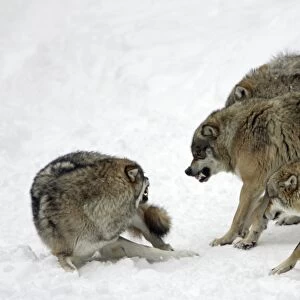 European Wolf - pack showing aggresssion towards rank weakest animal Bavaria, Germany