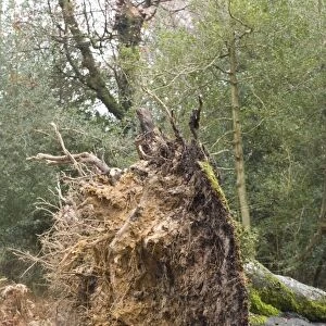 Fallen beech tree, showing shallow root plate; New Forest